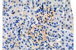 ABIN6257430 and ABIN6275339 at 1/100 staining Mouse kidney tissue by IHC-P. (PRRX1 抗体  (Internal Region))