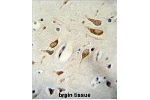 WBP2 Antibody (N-term) A immunohistochemistry analysis in formalin fixed and paraffin embedded human brain tissue followed by peroxidase conjugation of the secondary antibody and DAB staining. (WBP2 抗体  (N-Term))