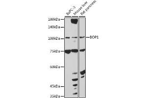 Western blot analysis of extracts of various cell lines, using BOP1 antibody (ABIN7265887) at 1:1000 dilution. (BOP1 抗体  (AA 600-680))