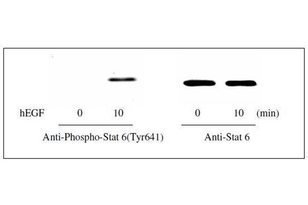STAT6 ELISA 试剂盒