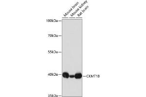 Western blot analysis of extracts of various cell lines, using CKMT1B antibody (ABIN3017245, ABIN3017246, ABIN3017247 and ABIN6220012) at 1:3000 dilution. (CKMT1B 抗体  (AA 1-85))
