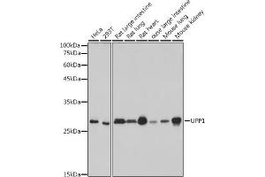 Western blot analysis of extracts of various cell lines, using UPP1 antibody (ABIN7271232) at 1:1000 dilution. (UPP1 抗体)