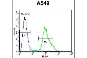 FOXN1 Antibody (Center) (ABIN655992 and ABIN2845374) flow cytometric analysis of A549 cells (right histogram) compared to a negative control cell (left histogram). (FOXN1 抗体  (AA 350-378))
