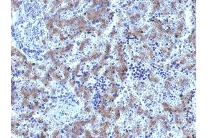 Formalin-fixed, paraffin-embedded human Fetal Liver stained with Glypican-3 Rabbit Recombinant Monoclonal Antibody (GPC3/1534R). (Glypican 3 抗体)