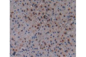 Used in DAB staining on fromalin fixed paraffin- embedded Kidney tissue (ACD 抗体  (AA 147-342))