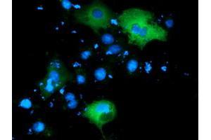 Anti-PIK3AP1 mouse monoclonal antibody (ABIN2453459) immunofluorescent staining of COS7 cells transiently transfected by pCMV6-ENTRY PIK3AP1 (RC214125). (PIK3AP1 抗体)
