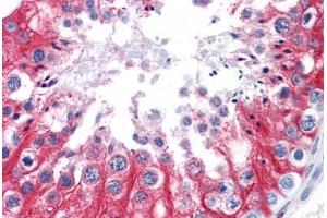 Human Testis: Formalin-Fixed, Paraffin-Embedded (FFPE) (STIM1 抗体  (AA 24-686))