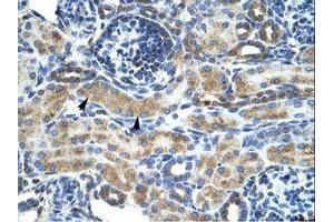 Image no. 1 for anti-Zinc Finger Protein 24 (ZNF24) (AA 189-238) antibody (ABIN6735862) (ZNF24 抗体  (AA 189-238))