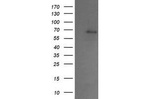 Image no. 1 for anti-SUMO1/sentrin/SMT3 Specific Peptidase 2 (SENP2) antibody (ABIN1500865) (SENP2 抗体)