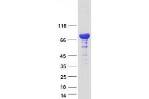 Western Blotting (WB) image for Rab11 Family-Interacting Protein 1 (RAB11FIP1) (Transcript Variant 1) protein (Myc-DYKDDDDK Tag) (ABIN2712355)