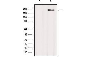 Western blot analysis of extracts from COS-7, using MYH2 Antibody. (MYH2 抗体)