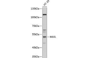 Western blot analysis of extracts of HT-29 cells, using MLKL antibody (ABIN6130556, ABIN6143880, ABIN6143884 and ABIN6217451) at 1:1000 dilution. (MLKL 抗体)