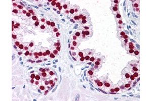 Anti-FOXA1 antibody IHC of human prostate. (FOXA1 抗体  (AA 367-473))