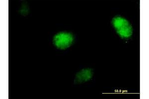 Immunofluorescence of purified MaxPab antibody to POLH on HeLa cell. (POLH 抗体  (AA 1-713))