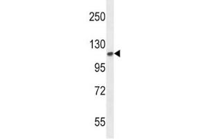 FGFR2 antibody western blot analysis in mouse NIH3T3 lysate.
