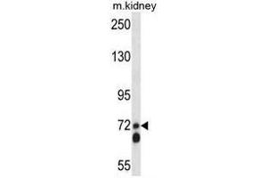 APLP2 Antibody (C-term) western blot analysis in mouse kidney tissue lysates (35µg/lane). (APLP2 抗体  (C-Term))
