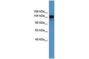Image no. 1 for anti-Phosphatidylinositol Transfer Protein, Membrane-Associated 1 (PITPNM1) (AA 117-166) antibody (ABIN6746671) (PITPNM1 抗体  (AA 117-166))