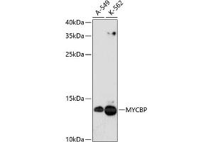 Western blot analysis of extracts of various cell lines, using MYCBP antibody (ABIN1680940, ABIN3019105, ABIN3019106 and ABIN6220717) at 1:3000 dilution. (MYCBP 抗体  (AA 1-103))