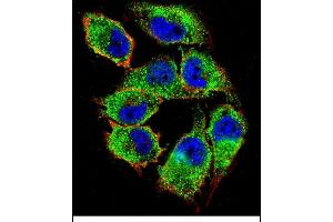 Confocal immunofluorescent analysis of NKD2 Antibody (C-term) (ABIN656092 and ABIN2845435) with  cell followed by Alexa Fluor 488-conjugated goat anti-rabbit lgG (green). (NKD2 抗体  (C-Term))