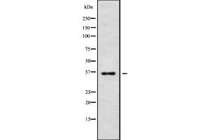 Western blot analysis of ATOH8 using 293 whole cell lysates (ATOH8 抗体  (C-Term))