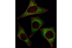 Fluorescent image of NIH/3T3 cell stained with MOB4A Antibody (C-term) (ABIN391030 and ABIN2841198). (MOBKL1A 抗体  (C-Term))
