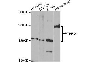 Western blot analysis of extracts of various cell lines, using PTPRD Antibody. (PTPRD 抗体)