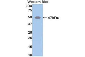 Western Blotting (WB) image for anti-Elastin (ELN) (AA 266-443) antibody (ABIN1858710) (Elastin 抗体  (AA 266-443))