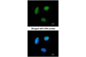ICC/IF Image Immunofluorescence analysis of paraformaldehyde-fixed HeLa, using MAF1, antibody at 1:200 dilution.
