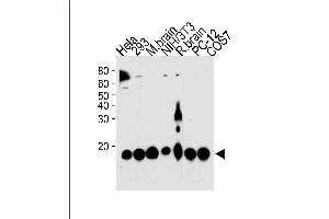 PIN1 Antibody (ABIN1882275 and ABIN2843608) western blot analysis in Hela,293,mouse NIH/3T3,PC-12,COS-7 cell line and mouse brain,rat brain tissue lysates (35 μg/lane). (PIN1 抗体)