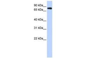 Image no. 1 for anti-Potassium Voltage-Gated Channel, Shaw-Related Subfamily, Member 3 (KCNC3) (AA 468-517) antibody (ABIN6740413) (KCNC3 抗体  (AA 468-517))