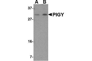 Western Blotting (WB) image for anti-Phosphatidylinositol Glycan Anchor Biosynthesis, Class Y (PIGY) (Middle Region) antibody (ABIN1031038) (PIGY 抗体  (Middle Region))