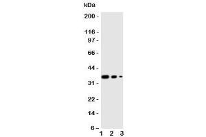 Western blot testing of WNT2B antibody and human recombinant protein, 36KD with tag (WNT2B 抗体  (Middle Region))