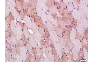 Paraformaldehyde-fixed, paraffin embedded rat skeletal muscle; Antigen retrieval by boiling in sodium citrate buffer (pH6. (COX IV 抗体)