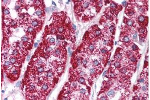Human Adrenal (formalin-fixed, paraffin-embedded) stained with PCK1 antibody ABIN214134 at 5 ug/ml followed by biotinylated goat anti-rabbit IgG secondary antibody ABIN481713, alkaline phosphatase-streptavidin and chromogen. (PCK1 抗体  (AA 330-379))