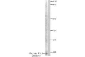 Western blot analysis of extracts from HuvEc cells treated with Serum. (Histone H3.1 抗体  (pSer28))