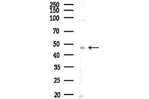 Western blot analysis of lysates from Hela cells(heat-shock,45 min treatment), using PKA R2 Antibody at 1/1000 dilution.