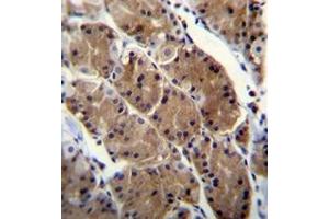 Immunohistochemistry analysis in formalin fixed and paraffin embedded human stomach tissue reacted with Motilin receptor Antibody (C-term) followed by peroxidase conjugation of the secondary antibody and DAB staining. (Motilin Receptor 抗体  (C-Term))
