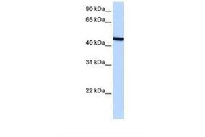 anti-Zinc Finger, C3HC-Type Containing 3 (ZCCHC3) (AA 181-230) antibody
