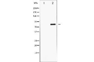 Western blot analysis of CDC25C phosphorylation expression in serum treated HuvEc whole cell lysates,The lane on the left is treated with the antigen-specific peptide. (CDC25C 抗体  (pSer216))
