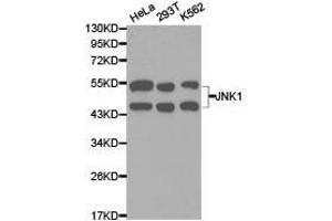 Western Blotting (WB) image for anti-Mitogen-Activated Protein Kinase 8 (MAPK8) antibody (ABIN1873631) (JNK 抗体)