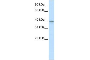 WB Suggested Anti-NEUROD6 Antibody Titration:  0. (NEUROD6 抗体  (N-Term))