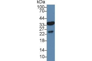 Western Blot; Sample: Human Liver lysate; Primary Ab: 3µg/ml Rabbit Anti-Mouse AQP9 Antibody Second Ab: 0. (AQP9 抗体  (AA 4-285))