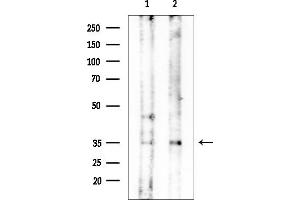 Western blot analysis of lysates from various samples, using OR1E1 Mouse Monoclonal Antibody.