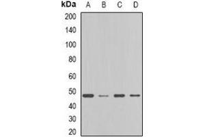 Western blot analysis of FDFT1 expression in MCF7 (A), HT29 (B), mouse liver (C), rat liver (D) whole cell lysates. (FDFT1 抗体)