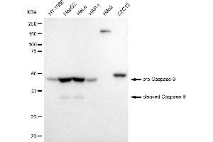 Western blotting analysis using cleaved Caspase-9 antibody (ABIN7797914). (Recombinant Caspase 9 抗体  (cleaved))