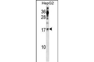Western blot analysis in HepG2 cell line lysates (35ug/lane). (POLR2H 抗体  (AA 59-87))