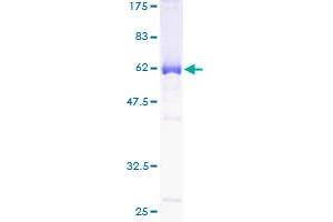 NCOA5 Protein (AA 1-315) (GST tag)