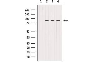 Western blot analysis of extracts from various samples, using Glycogen Synthase Antibody. (Glycogen Synthase 1 抗体  (C-Term))