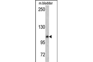 Western blot analysis of OGT antibody (C-term) (ABIN390649 and ABIN2840948) in mouse bladder tissue lysates (35 μg/lane). (OGT 抗体  (C-Term))