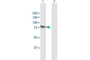Western Blot analysis of PRMT7 expression in transfected 293T cell line by PRMT7 MaxPab polyclonal antibody. (PRMT7 抗体  (AA 1-692))